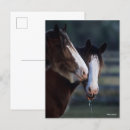 Suche nach clydesdales postkarten Rasse