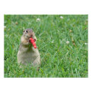 Suche nach chipmunk foto poster Nagetier