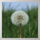 Suche nach dandelions poster Fotografie