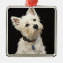 Suche nach westie ornamente Welpe
