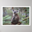 Suche nach koala foto poster Australische tiere