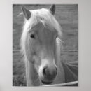 Suche nach haflinger pferde poster Niedlich