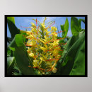 Suche nach ingwer poster Blume