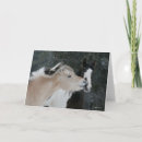 Suche nach zwei pferde karten Schnee