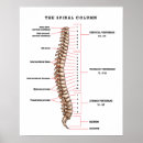 Suche nach anatomisch poster Wirbelsäule