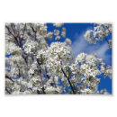 Suche nach weißer baum poster Blauer himmel
