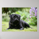 Suche nach schwarzer mops poster Hund