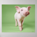 Suche nach ferkel poster Bauernhof