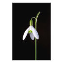 Suche nach solo poster Blume
