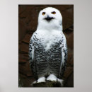 Suche nach schnee eulen poster Raptor