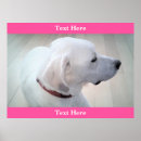 Suche nach weißer labrador retriever poster Welpe