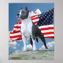 Suche nach staffordshire terrier poster Stier