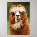 Suche nach lustige lamas poster Alpaka