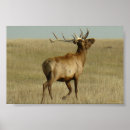 Suche nach geweihe poster Wapiti