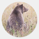 Suche nach allesfresser aufkleber Grizzlybär