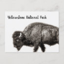 Suche nach bison horizontale postkarten Yellowstone nationalpark