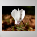 Suche nach cyclamen poster Natur