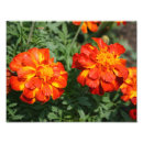Suche nach ringelblumen poster Flora
