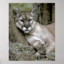 Suche nach puma poster Panther