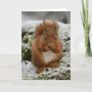 Suche nach rotes eichhörnchen karten Schnee