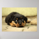 Suche nach hündchen poster Foto