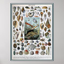 Suche nach quallen kunst poster Marine