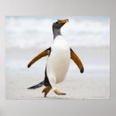 Suche nach penguin poster Nature
