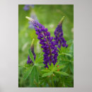 Suche nach ellen poster Jaynes gallery