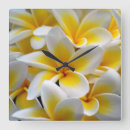 Suche nach frangipani wanduhren Plumeria