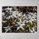 Suche nach edelweiss blume poster Blumen
