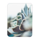 Suche nach succulents magnete Pflanze