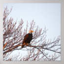 Suche nach weißkopfseeadler poster Tiere
