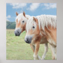 Suche nach haflinger geschenke Reiten