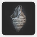 Suche nach muscheln aufkleber Einzigartig
