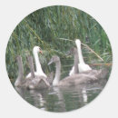 Suche nach cygnet aufkleber Niedlich