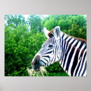 Suche nach zebra poster Jungle
