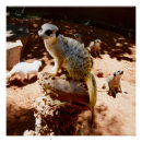Suche nach meerkats poster Suricata