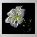Suche nach weiße lilie poster Natur