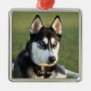 Suche nach siberian husky ornamente Tier