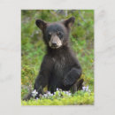 Suche nach wild lebende tiere postkarten Schwarz