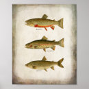 Suche nach bachforelle poster Regenbogenforelle