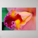 Suche nach rote orchidee poster Gelb