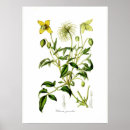 Suche nach clematis blume poster Vintag