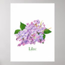 Suche nach lila blume poster Natur