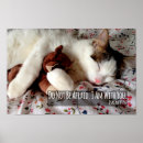 Suche nach teddy poster Katze