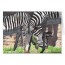 Suche nach zebras postkarten Wild