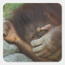 Suche nach orang utan aufkleber Pongo pygmaeus