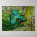 Suche nach betta splendens poster Frischwasser