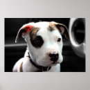 Suche nach pit bull poster Apbt