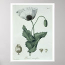 Suche nach papavere poster Pflanze